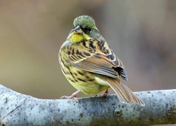 動物図鑑・アオジ